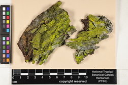 Chrysothrix candelaris image