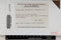 Dicranoloma billardieri image