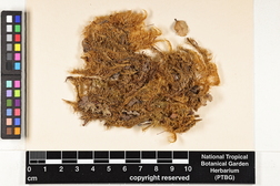 Dicranoloma billardieri image