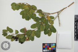 Capparis sandwichiana