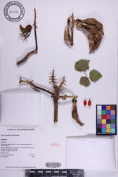 Erythrina sandwicensis
