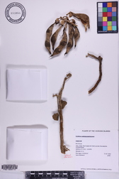 Erythrina sandwicensis