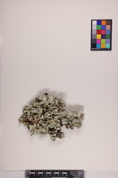 Parmotrema tinctorum image
