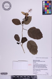 Hibiscus waimeae subsp. hannerae