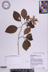 Hibiscus waimeae subsp. hannerae