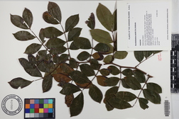 Barnebydendron riedelii