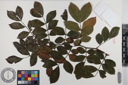 Barnebydendron riedelii