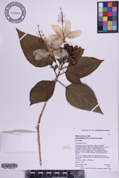 Hibiscus waimeae subsp. hannerae