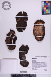 Annona muricata