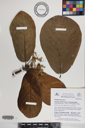 Guettarda speciosa