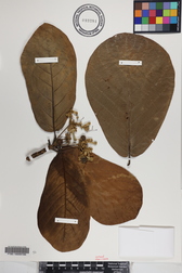 Guettarda speciosa