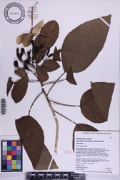 Hibiscus waimeae subsp. hannerae