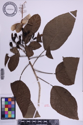 Hibiscus waimeae subsp. hannerae