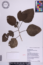 Hibiscus waimeae subsp. hannerae