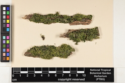 Lejeunea flava image