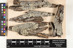 Physcia stellaris image