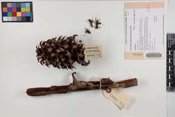 Tapeinochilos ananassae