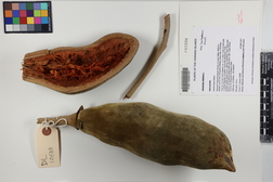 Adansonia digitata