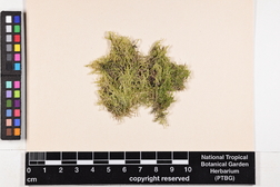 Lejeunea flava image
