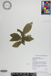 Hibiscus kokio subsp. saintjohnianus