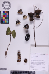 Terminalia carolinensis