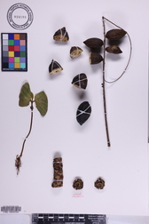 Terminalia carolinensis