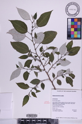 Pipturus kauaiensis