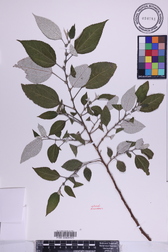 Pipturus kauaiensis