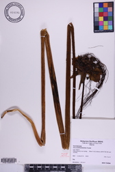 Tacca leontopetaloides