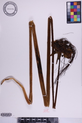 Tacca leontopetaloides