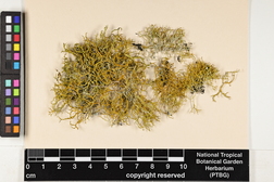 Teloschistes flavicans image