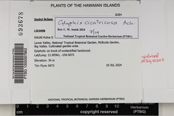Glyphis cicatricosa image