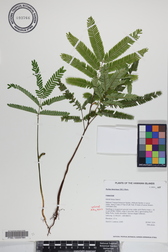 Parkia timoriana