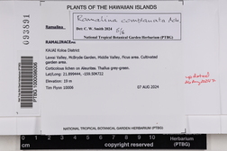 Ramalina complanata image