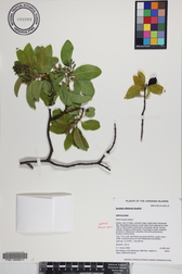 Santalum ellipticum