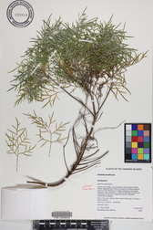 Artemisia australis