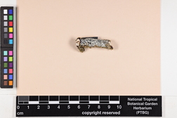 Pyxine sorediata image