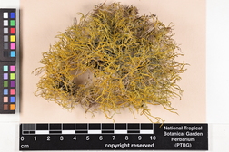 Teloschistes flavicans image