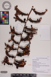 Alpinia carolinensis