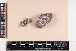 Psora decipiens image