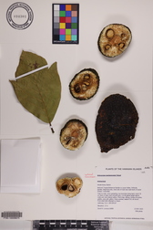 Artocarpus mariannensis
