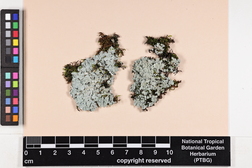 Physcia millegrana image