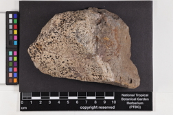Lecidella stigmatea image