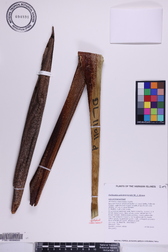 Heliconia solomonensis