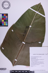 Heliconia solomonensis