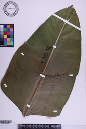 Heliconia solomonensis