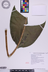 Heliconia solomonensis