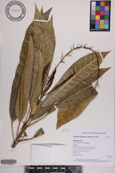 Codiaeum variegatum