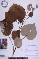 Hibiscus tiliaceus
