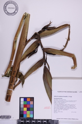 Heliconia solomonensis
